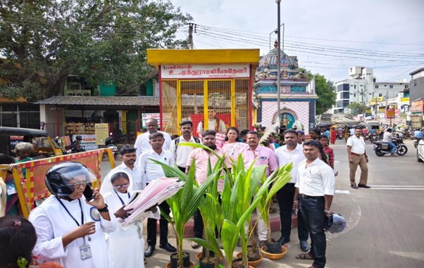 Coconut Saplings